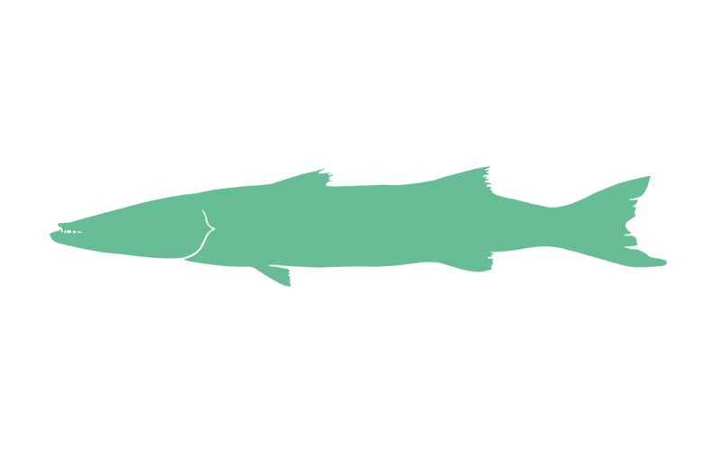 The Barracuda Package | Marketing Packages | Big Marlin Group